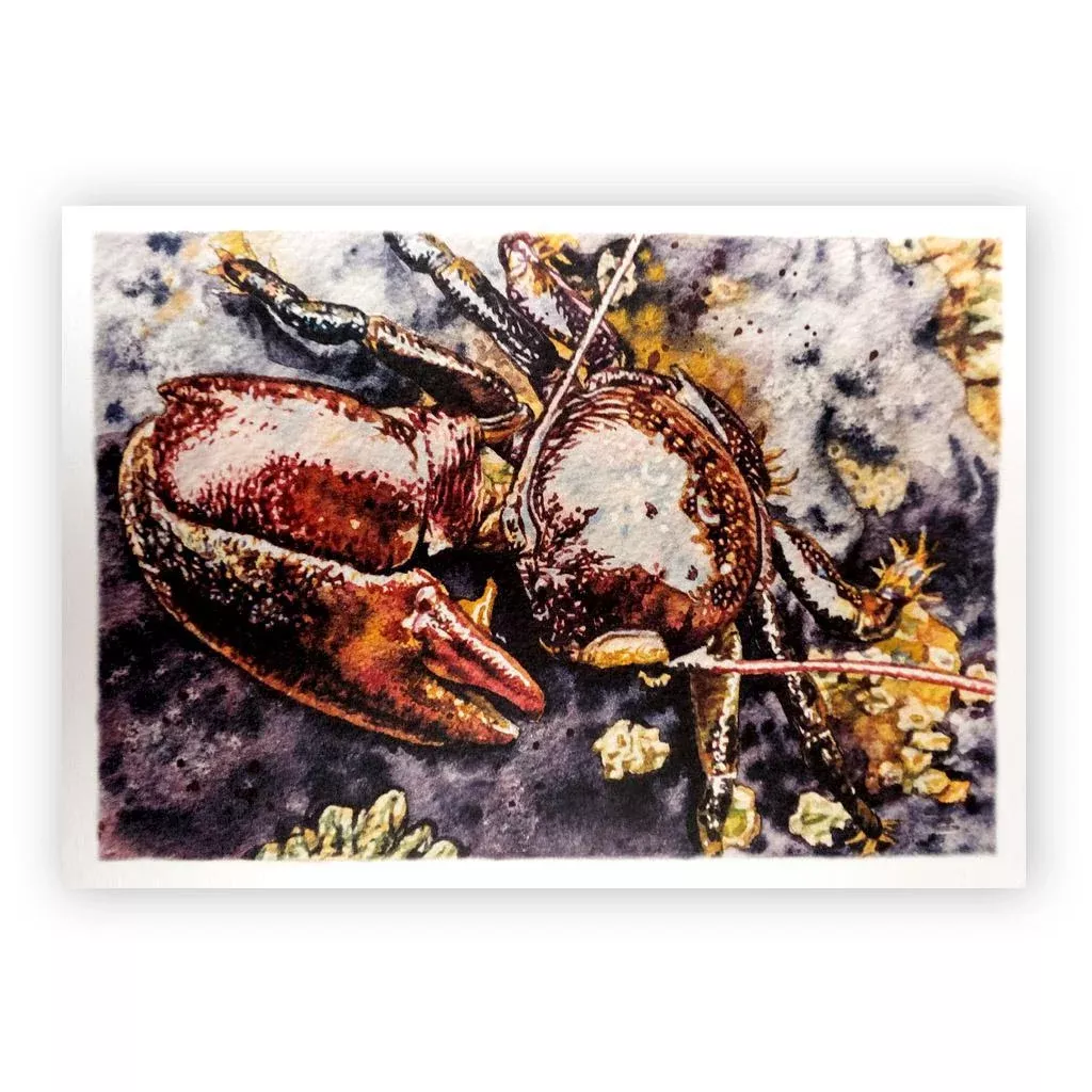 Beau Jackson Crab Tidepool Greeting Card