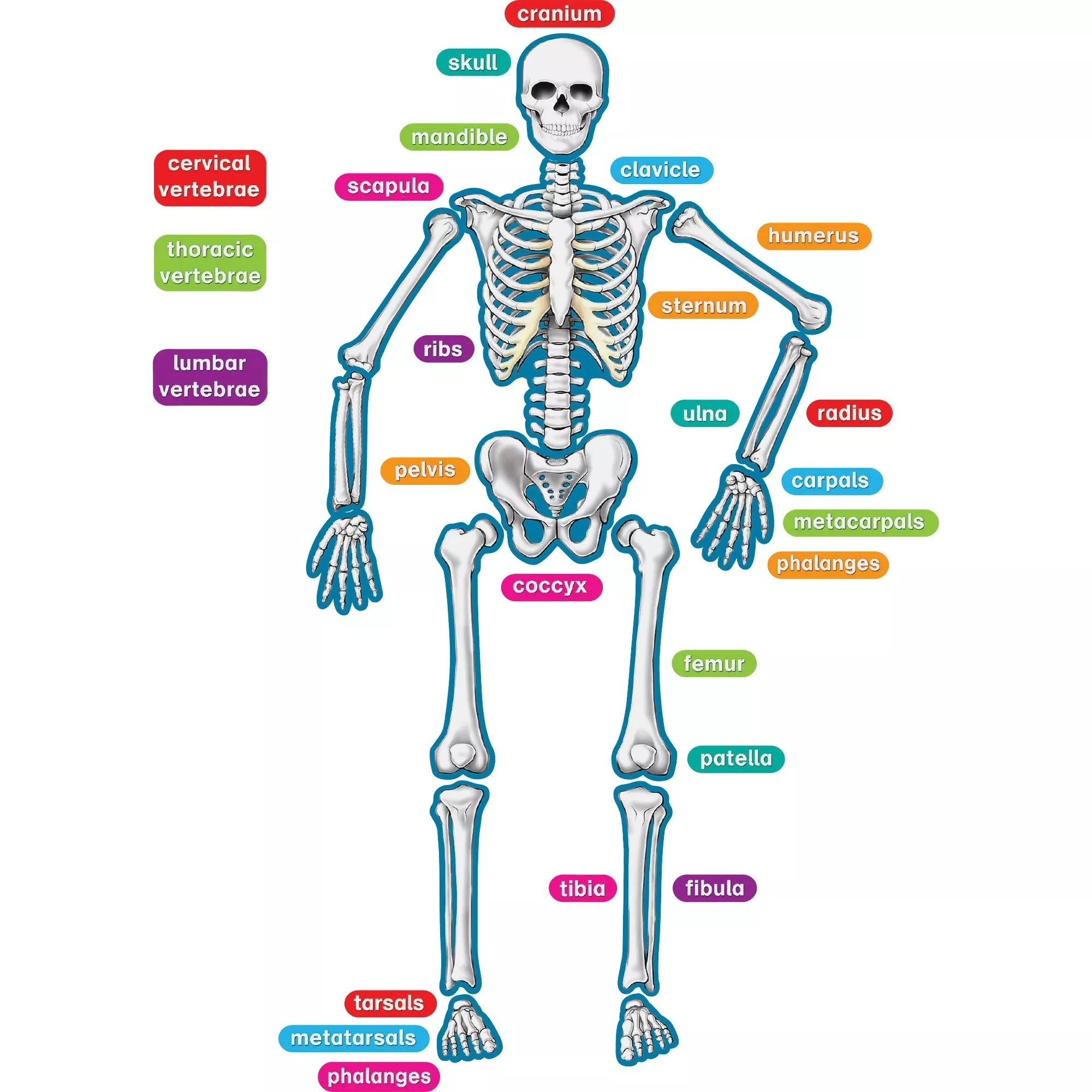 Human Skeleton Magnetic Accents