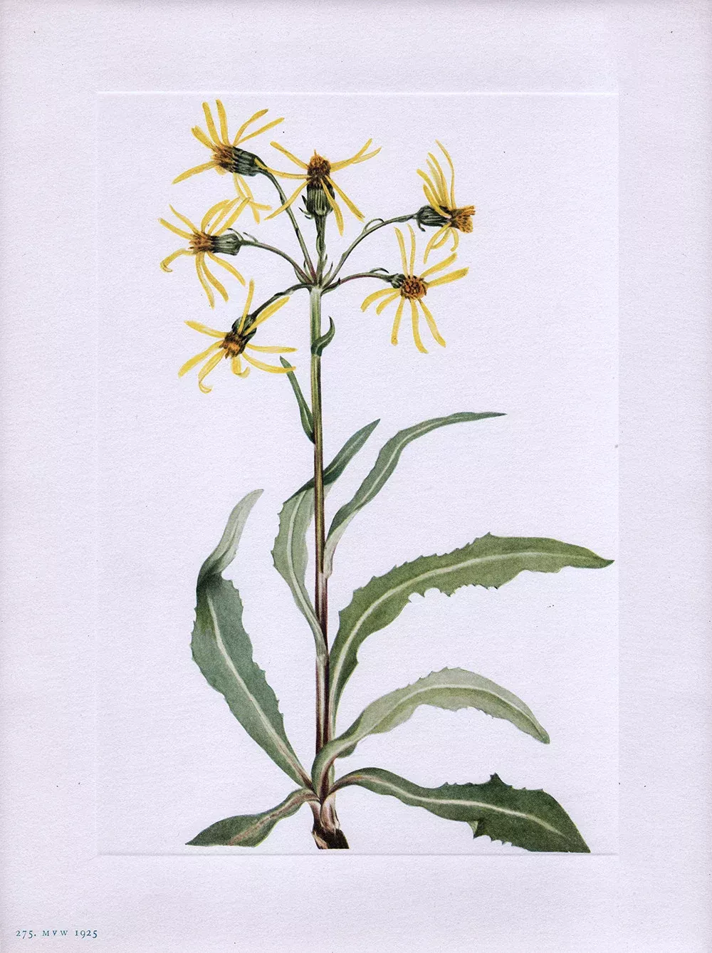 Mourning Groundsel (Senecio lugens Richardson) Notecard