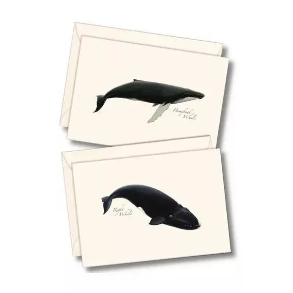 Whale Assorted Boxed Notes
